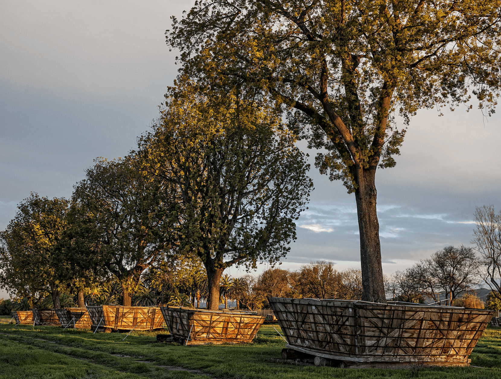 heritage trees